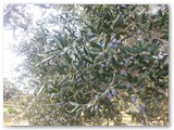 Le nostre olive