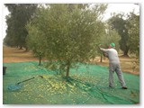 La raccolta delle olive