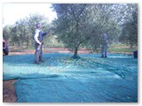 La raccolta delle olive