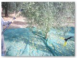 La raccolta delle olive