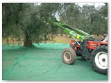 La raccolta delle olive